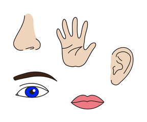 Obraz premium Human sense organs on a white background. Cartoon. Illustration.