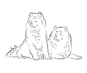 Two large dogs on a white background. Sketch. Vector illustration.
