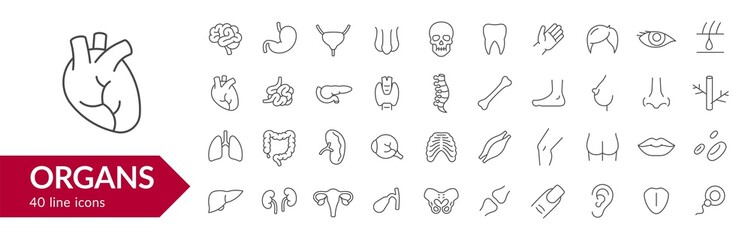Human organs line icon set. Isolated signs on white background. Vector illustration	 - obrazy, fototapety, plakaty