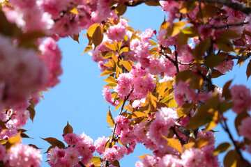 Closeup of pink Japanese cherry tree branch over blue sky in a very beautiful sunny day of springtime. 