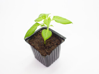 Young green pepper seedlings growing in small plastic pot isolated on white background