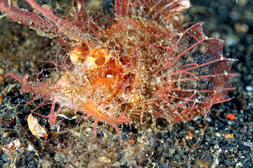A picture of an ambon scorpionfish