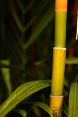 Fototapeta premium a bamboo garden from australia, in the northern territory