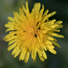 Dandelion flower with some pollen beetles, United Kingdom