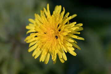 Dandelion flower with some pollen beetles, United Kingdom