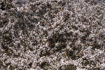 Texture of flowering branches of an apple tree with selective focus. Countless small white flowers on the branches of the tree. Spring time outdoor scene.
