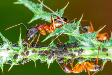 That eats macro aphids of an ants on Silybum marianum (Milk Thistle) , Medical plants; pesticide-free biological pest control on natural enemies; organic farming concept