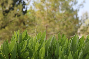 Aesthetic Coexistence of Green Plants in the Park 