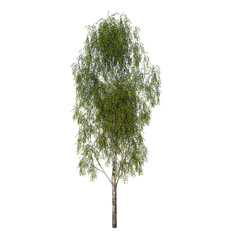 Front view tree (Adolescent Silver Birch Betula pendula 1) Plant white background 3D Rendering...