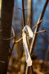 White ribbon tied on a branch in forest