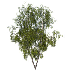 Front view tree ( Silver Birch Betula pendula 3) Plant white background 3D Rendering Ilustracion 3D