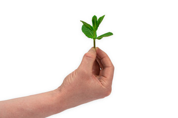 Young plant in hand isolated on white background. Mint branch in male hand.