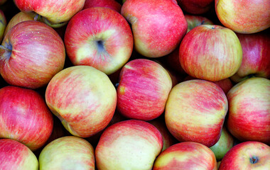 Harvesting of red and yellow striped apples, stacked in order, close-up.