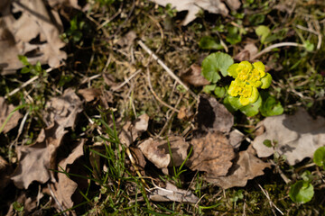 the first spring flowers have bloomed in a lawn that is green and gray