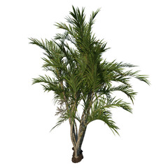 Fototapeta premium Front view tree (Adolescent Butterfly Palm Areca tree 2) white background 3D Rendering Ilustracion 3D