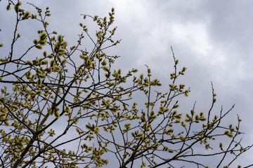poplar tree branches with blooming flowers with a dramatic sky in the background