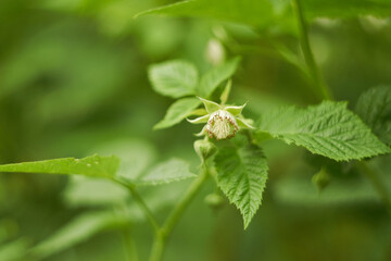 Raspberry flower close up. Light green fresh spring color. Medicinal plant