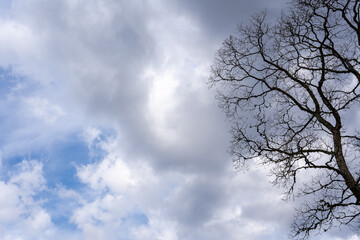 Plakat large tree branches in early spring without leaves on a dramatic sky background