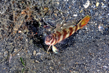 A picture of a broad banded shrimp goby