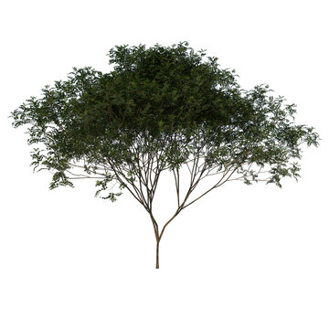 Front view tree (Young mahogany Caoba 3) white background 3D Rendering Ilustracion 3D