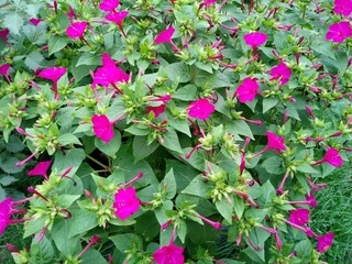 Beautiful pink flowers in the garden. Blooming mirabilis jalapa.