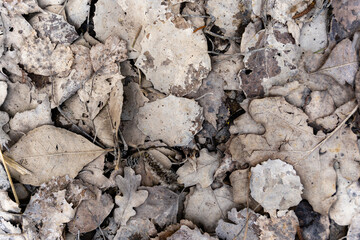 Close-up of old fallen brown wooden leaves forming an interesting pattern