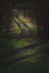 Fototapeta premium Road through the woods