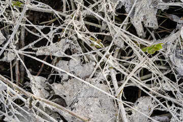 Close-up of old fallen brown wooden leaves forming an interesting pattern