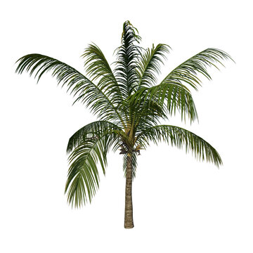 Front view plant (Young Coconut Tree Palm 1) white background 3D Rendering Ilustracion 3D