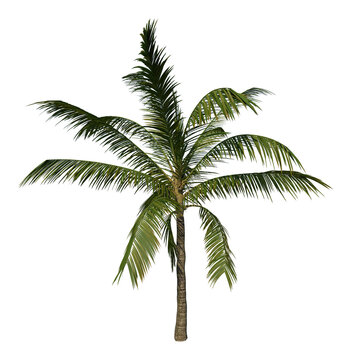 Front view plant (Adolescent Coconut Tree Palm 2) white background 3D Rendering Ilustracion 3D