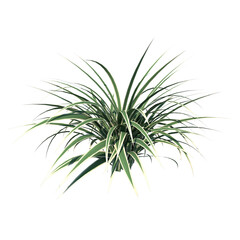 Front view of Plant (Dianella Tasmanica ) Tree white background 3D Rendering Ilustracion 3D