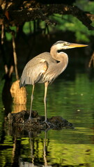 Great blue heron (Ardea Herodias) in a mangrove swamp at Caleta Tortuga Negra, Baltra Island,...