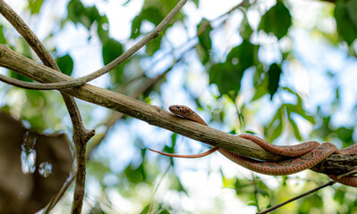 Serpiente en rama