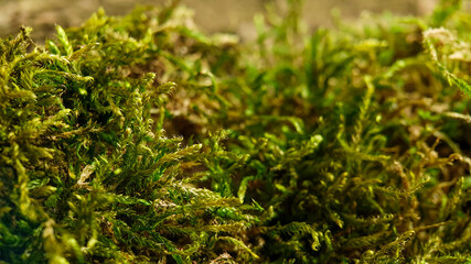 Green moss close up texture. Nature background with selective focus