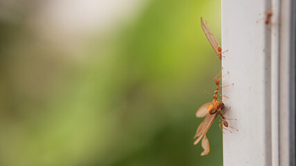 Many ants are moving the moths to eat. The concept of teamwork