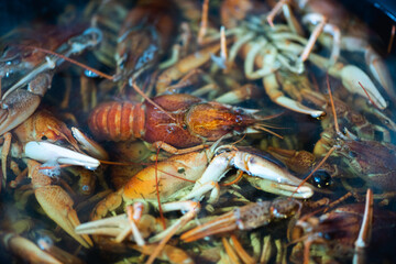 fresh raw crayfish in a bowl before cooking, close up. Healthy seafood. Selective focus