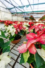 Fototapeta na wymiar Greenhouse filled with red poinsettia plants in pots, standing in rows.