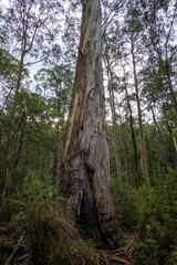 Wald, Great Ocean Road, Australien