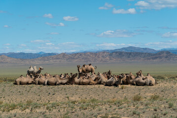 a herd of bactrian camels in the desert in Mongolia