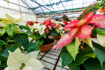 Greenhouse filled with red poinsettia plants in pots, standing in rows.