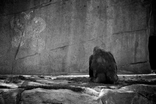 Gorilla In The Zoo