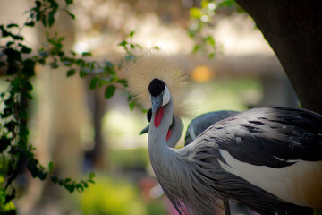 yellow billed stork