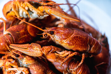 Cancer. Plate of boiled red crayfish on a light plate background. Selective focus. Delicious food concept