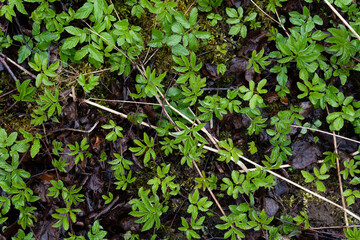 green moss has just sprouted in the wet swamp