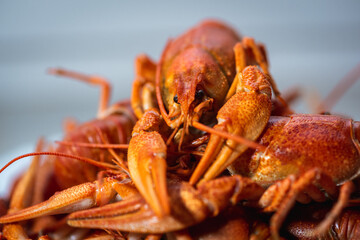 Cancer. Plate of boiled red crayfish on a light plate background. Selective focus. Delicious food concept