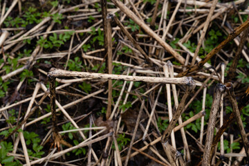 many green grass sprouts have sprouted among the dry grass stalks