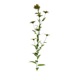Front view Plant Flower (small woodland sunflower Helianthus microcephalus 1) Tree white background 3D Rendering Ilustracion 3D