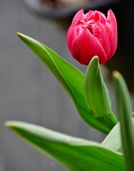 Naklejka premium Blühende Tulpe auf dem Balkon