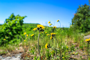 field of sunflowers