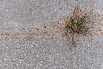 a close-up of a gray pavement where grass has grown between the pieces of pavement